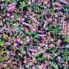 Edible Sprinkles // Wicked Melody - Image 2